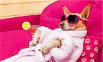 chihuahua dog relaxing  and lying, in   spa wellness center ,wearing a  bathrobe and funny sunglasses , martini cocktail included