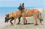 malinois standing on the beach, in France