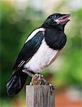 Magpie thief stealing a coin - one euro. Bird with money.