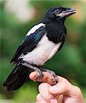 The close view of the nestling of magpie on a man hand. Bird on human hand.