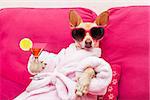 chihuahua dog relaxing  and lying, in   spa wellness center ,wearing a  bathrobe and funny sunglasses, drinking a martini cocktail