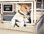 jack russell  abandoned  dog and left all alone in animal shelter or cage, begging to be adopted and come home to owners