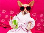 chihuahua dog relaxing  and lying, in   spa wellness center ,wearing a  bathrobe and funny sunglasses drinking a  green smoothie cocktail