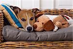 jack russell terrier dog under the blanket in bed , having a siesta and relaxing with best friend teddy bear