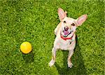 happy chihuahua terrier dog  in park or meadow waiting and looking up to owner to play and have fun together, ball on grass