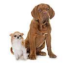 puppy Bordeaux mastiff and chihuahua in front of white background