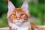 Portrait of domestic red Maine Coon kitten, 5 months old. Cat posing on green outdoor background.