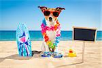 jack russell dog at the beach with a surfboard wearing sunglasses and flower chain at the ocean shore on summer vacation holidays