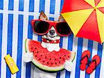 jack russell dog  on towel at the beach relaxing  on summer vacation holidays,  with umbrella,  eating a fresh juicy watermelon