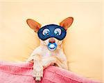 chihuahua dog  with  headache and hangover sleeping in bed like a baby with pacifier dreaming sweet dreams, wearing eye mask