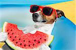 jack russell dog   on a  mattress  relaxing  on summer vacation holidays,   eating a fresh juicy watermelon, by the beach