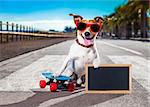 jack russell terrier dog  riding a skateboard as a skater , with sunglasses in summer vacation close to the beach, holding a banner or placard