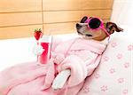 jack russell dog relaxing  and lying, in   spa wellness center ,getting a facial treatment with  moisturizing cream mask and cucumber, drinking a cocktail milkshake smoothie