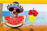 funny chihuahua  dog drinking cocktail at the bar in a  beach club party with ocean view on summer vacation holidays, eating a fresh juicy watermelon