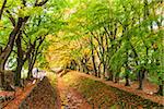 Maple Corridor near Kawaguchi Lake, Japan during autumn.