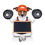 fitness jack russell dog lifting a heavy big dumbbell, as personal trainer , isolated on white background with banner and placard