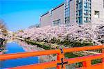 Kyoto, Japan at the cherry blossom lined Okazaki Canal in the spring season.