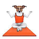 fitness jack russell dog relaxing with yoga , as personal trainer on sport  mat , isolated on white background