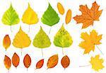 Set - autumn leafs of a birch, maple and barberry. Isolated over white