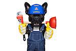 handyman  french bulldog dog worker with helmet and plunger  in mouth, ready to repair, fix everything at home, isolated on white background ,thumb up
