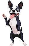 Illustration of cute Boston terrier standing