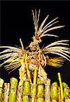 Brazil, State of Rio de Janeiro, City of Rio de Janeiro, Samba Dancer in the Carnival Parade at The Sambadrome Marques de Sapucai.