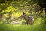 South America, Patagonia, Chile, A fox in the  Torres del Paine National Park