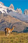 South America, Patagonia, Chile, Torres del Paine,  Guanaco with the Andes Mountain range behind