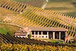 Italy, Piedmont, Cuneo district, Langhe, Barolo