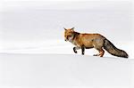 Gran Paradiso National Park, Piedmont, Italy. Red fox.