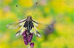 Gaiano,Parma,Emilia Romagna,Italy.  Portrait of a macro libelloide with open wings