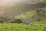 England, North Devon, Combe Martin. Sheep and lambs in rolling countryside near Combe Martin.