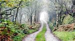 England, West Yorkshire, Hebden Bridge. A track curving through woodland on a misty autumn morning.