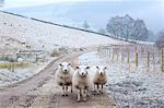 England, Calderdale. Three sheep standing on a footpath at Cragg Vale near Hebden Bridge.