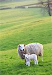 England, Calderdale. Sheep and lamb standing in evening light.