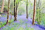 England, Calderdale. Woodland scene with Bluebells in full bloom.
