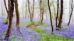 England, Calderdale. A path through bluebell woodland in the spring.