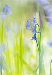 England, Calderdale. Native English Bluebells in Yorkshire Woodland.