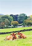 England, West Yorkshire, Calderdale. Two cows sitting in a field.