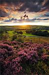 England, Calderdale. The heather in full bloom at Norland Moor near Halifax.