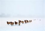 England, Calderdale. Sheep in snow and fog.