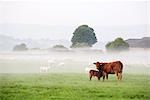 England, Calderdale. Cow and calf in a field in misty conditions.