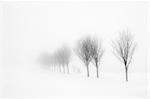 England, West Yorkshire, Calderdale. A row of trees disappearing into winter fog.