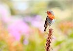 England, Isles of Scilly, Tresco. A robin standing on a plant with a diffuse background.