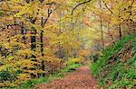 England, West Yorkshire, Calderdale. A path through colourful beech woodland at Hardcastle Crags near Hebden Bridge.