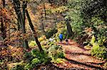 England, West Yorkshire, Calderdale. Walking the dogs at Hardcastle Crags in autumn.