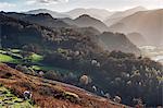 England, Cumbria, Keswick. A sheep on the hills above Keswick with a view of Borrowdale behind.