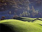 England, Cumbria, Langdale. Sheep grazing on rolling green hills in the autumn.