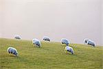 England, West Yorkshire, Calderdale. Sheep grazing on a misty evening.