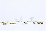 England, West Yorkshire, Calderdale. Sheep in snow on the hills above Hebden Bridge.